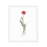 Poppy Botanical — Illustrated Print (Framed)