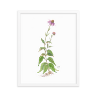 Coneflower Botanical — Illustrated Print (Framed)
