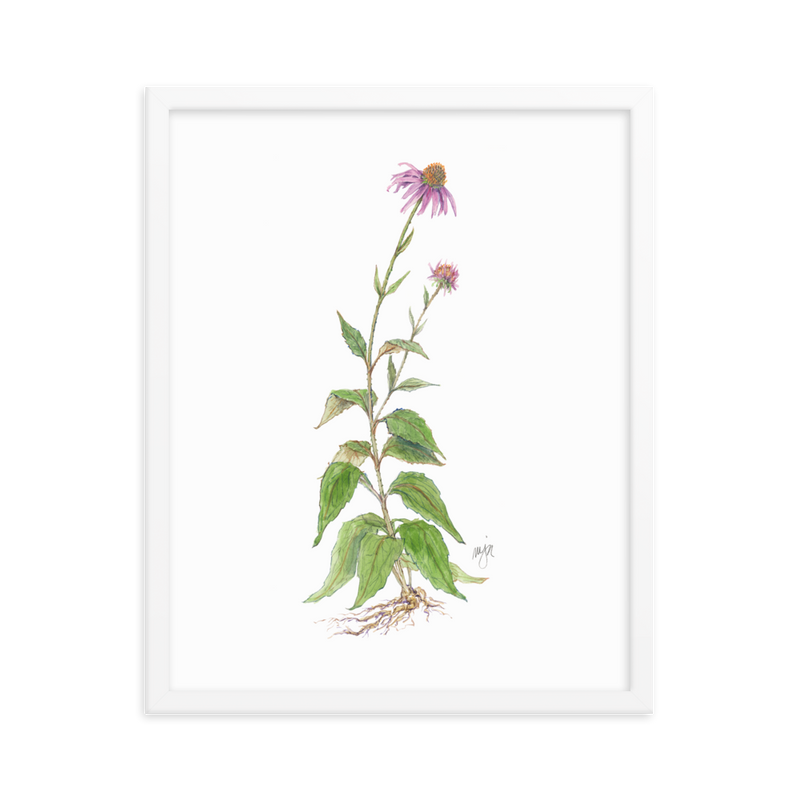 Coneflower Botanical — Illustrated Print (Framed)