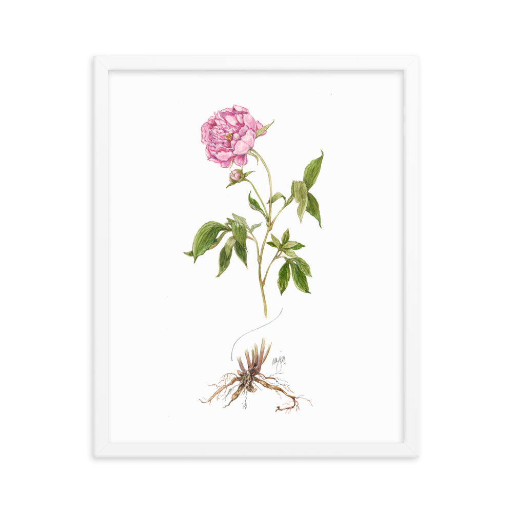 Peony Botanical — Illustrated Print (Framed)