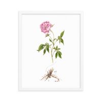 Peony Botanical — Illustrated Print (Framed)