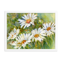 Shasta Daisy Illustration Framed Print