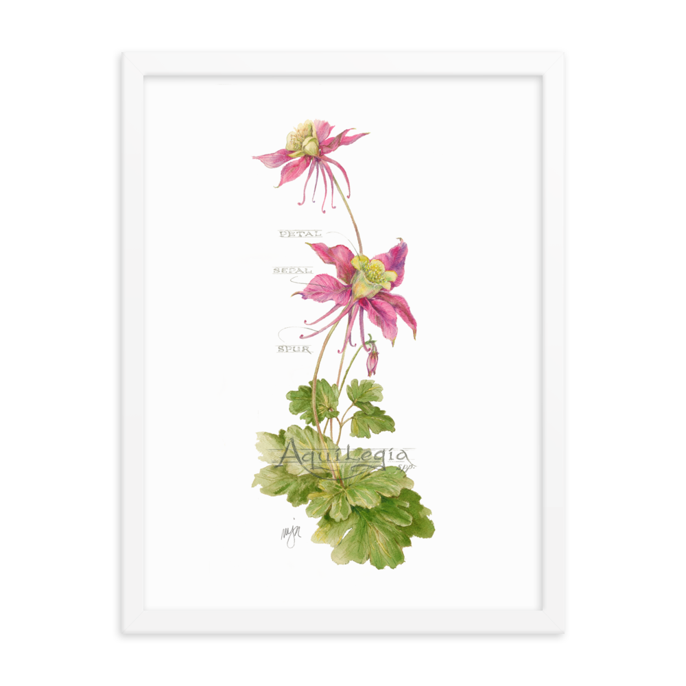 Columbine Botanical — Illustrated Print (Framed)