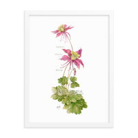 Columbine Botanical — Illustrated Print (Framed)
