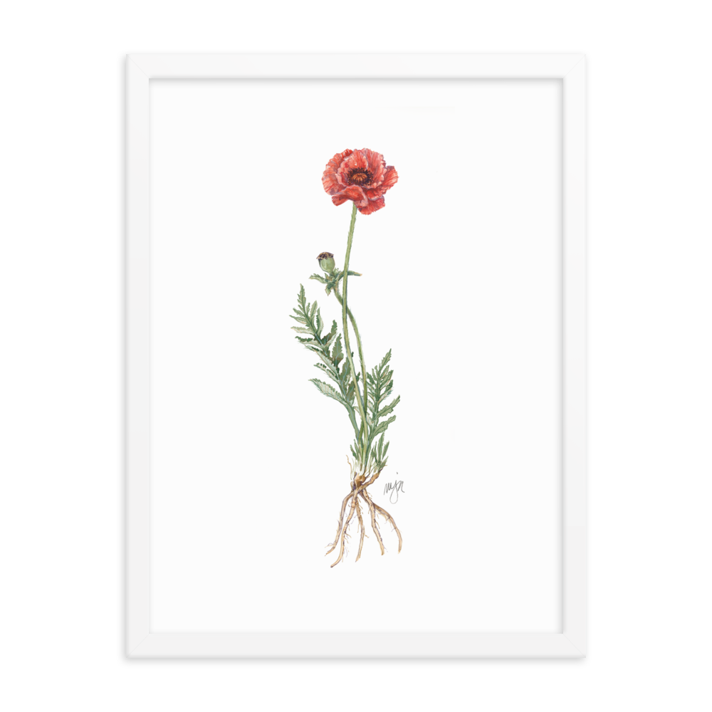 Poppy Botanical — Illustrated Print (Framed)