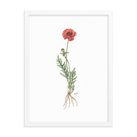 Poppy Botanical — Illustrated Print (Framed)