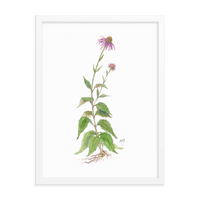 Coneflower Botanical — Illustrated Print (Framed)