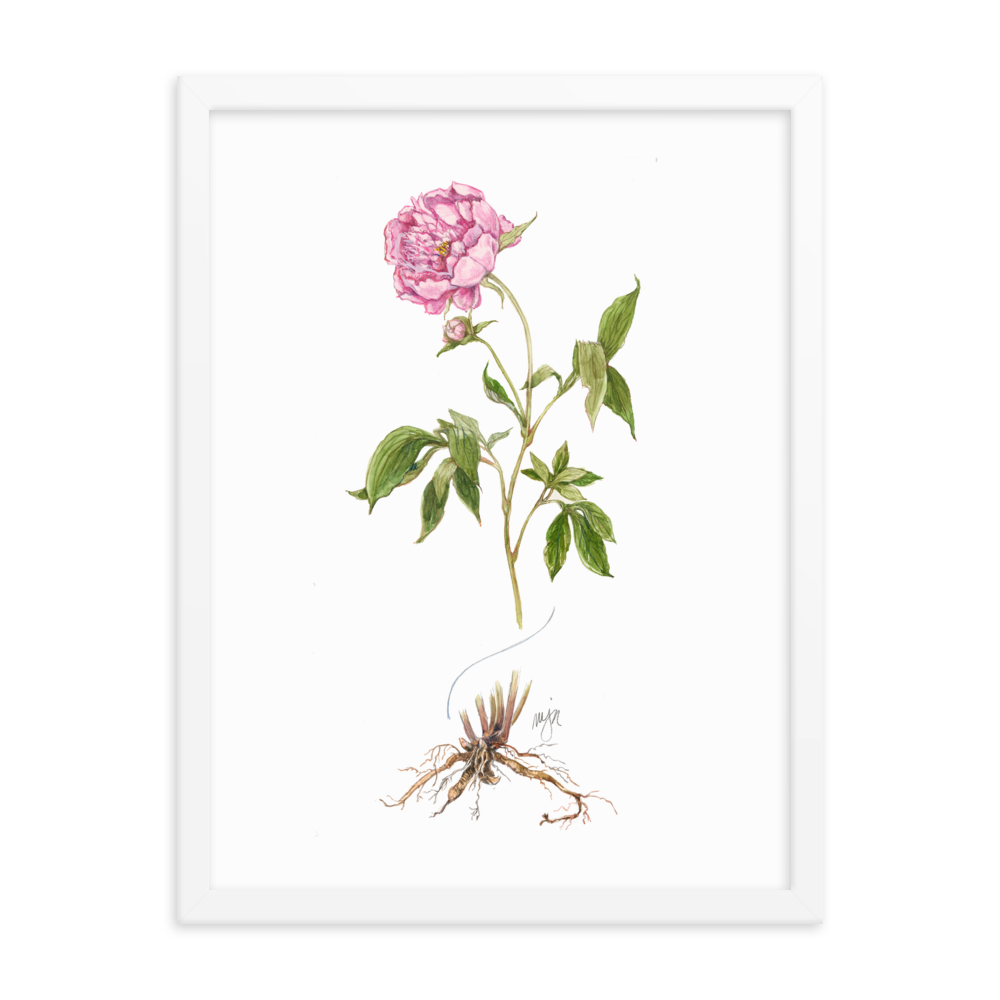 Peony Botanical — Illustrated Print (Framed)