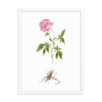 Peony Botanical — Illustrated Print (Framed)