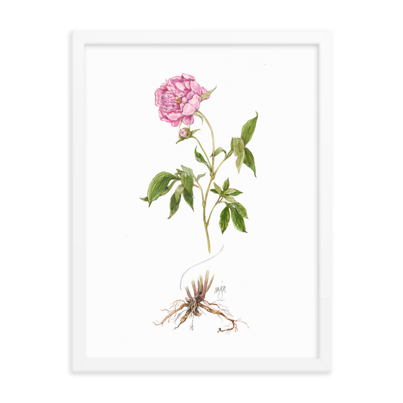 Peony Botanical — Illustrated Print (Framed)