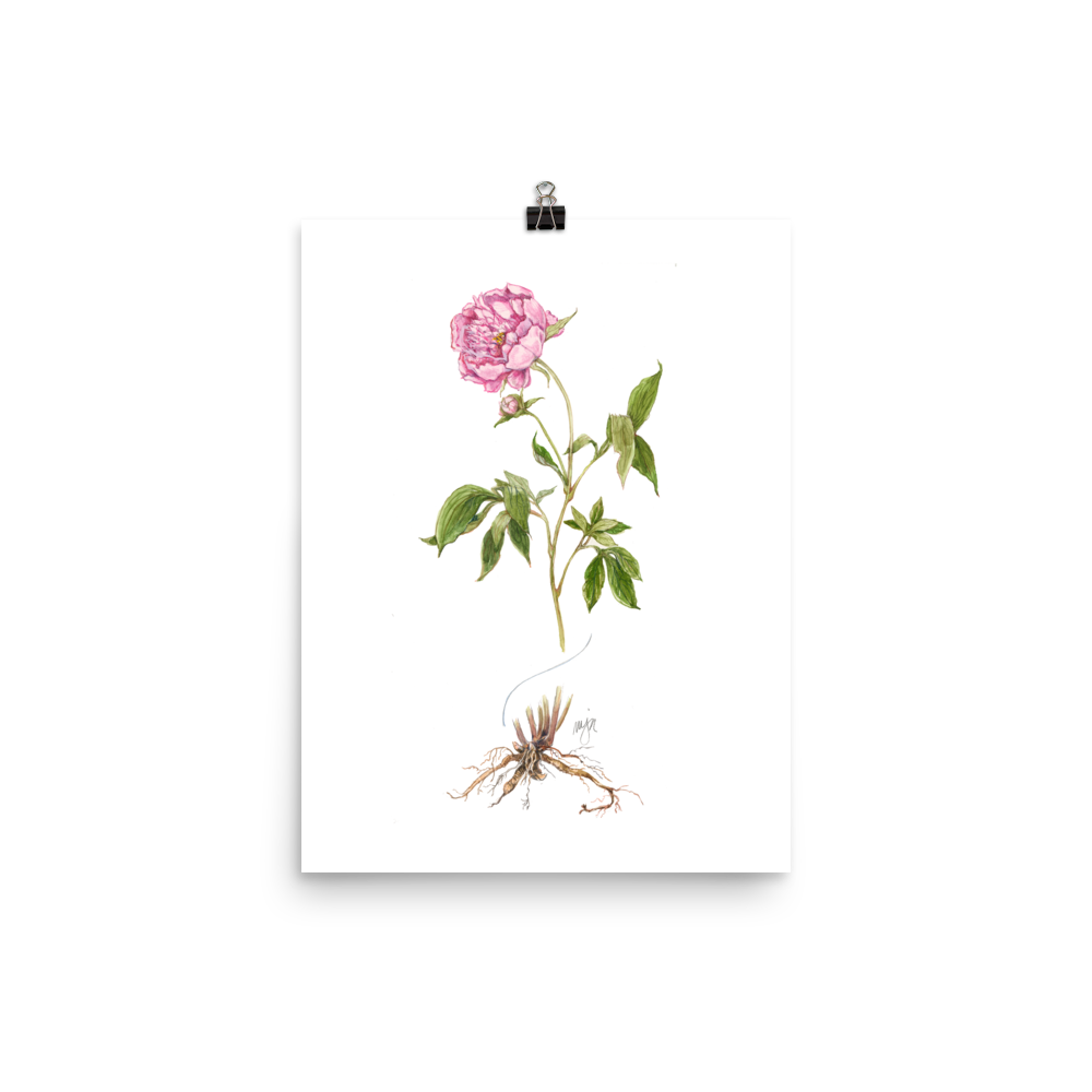 Peony Botanical — Illustrated Print