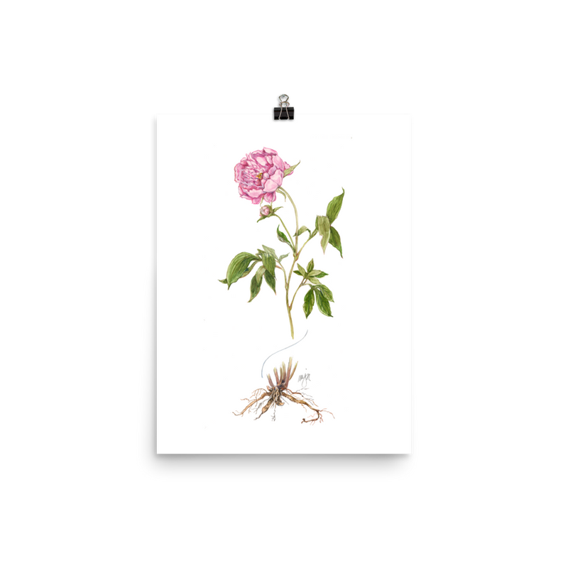 Peony Botanical — Illustrated Print