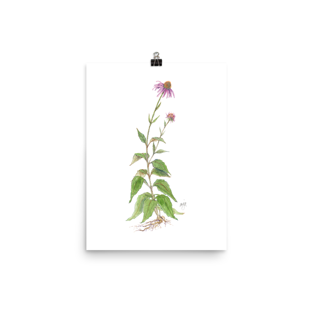 Coneflower Botanical — Illustrated Print