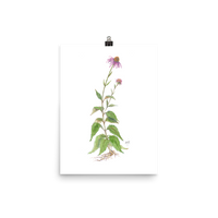 Coneflower Botanical — Illustrated Print
