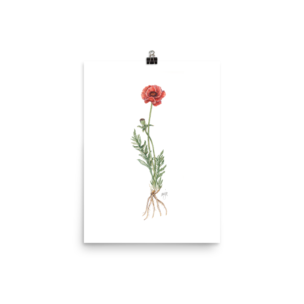 Poppy Botanical — Illustrated Print