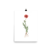 Poppy Botanical — Illustrated Print