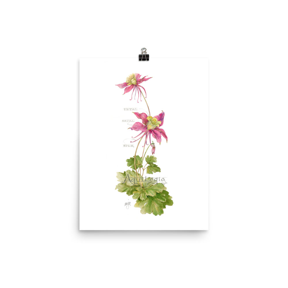 Columbine Botanical — Illustrated Print