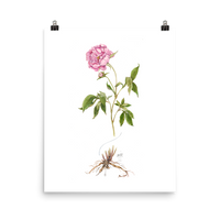 Peony Botanical — Illustrated Print