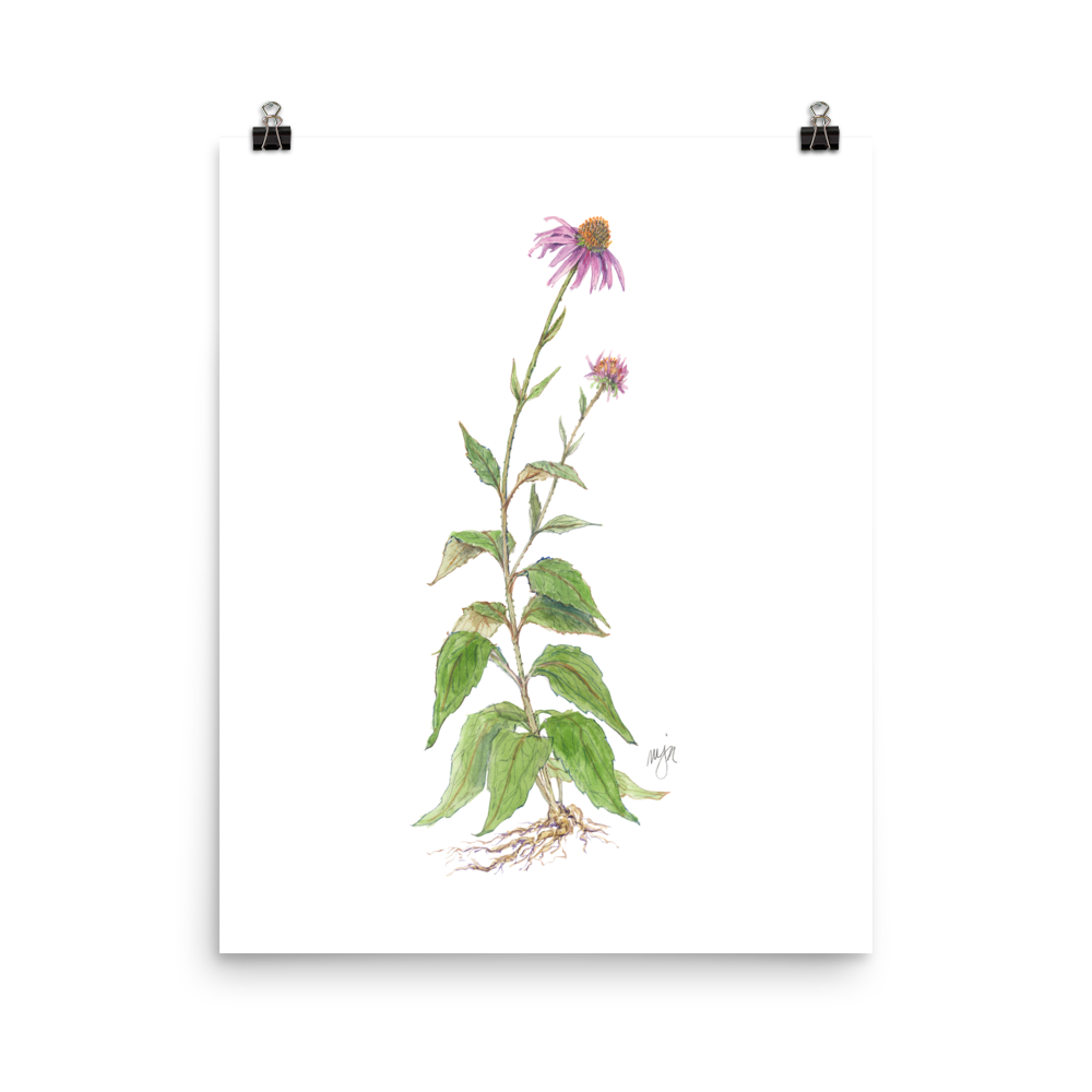 Coneflower Botanical — Illustrated Print