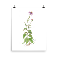 Coneflower Botanical — Illustrated Print