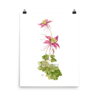 Columbine Botanical — Illustrated Print