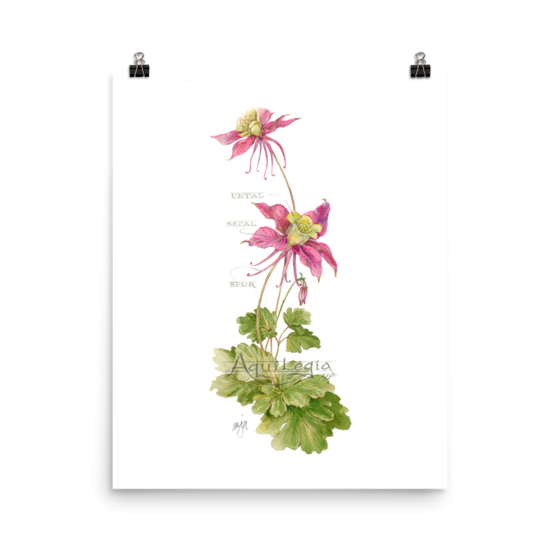 Columbine Botanical — Illustrated Print