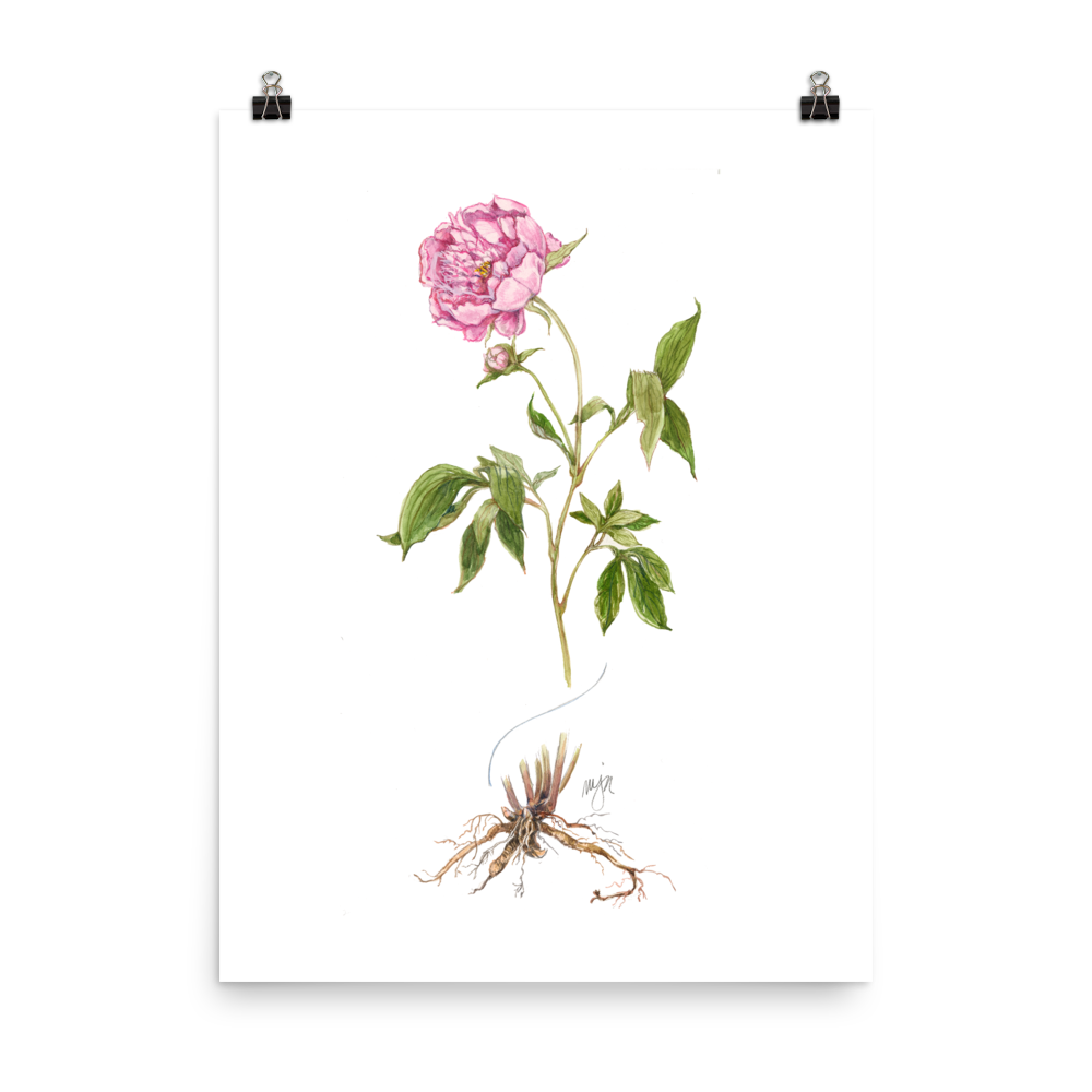 Peony Botanical — Illustrated Print