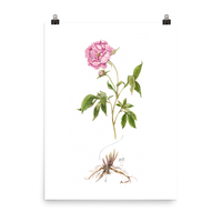 Peony Botanical — Illustrated Print