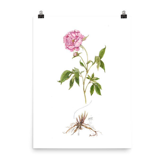 Peony Botanical — Illustrated Print