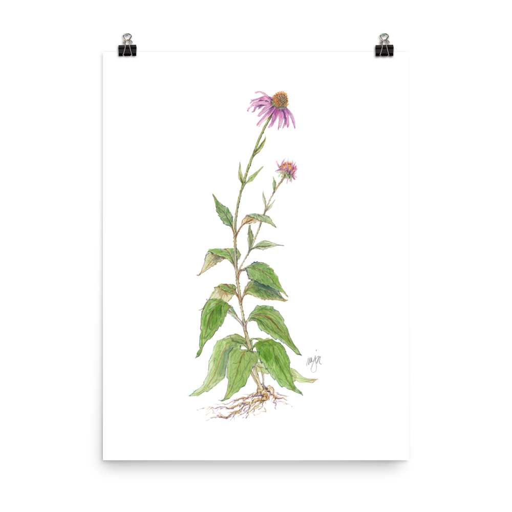 Coneflower Botanical — Illustrated Print