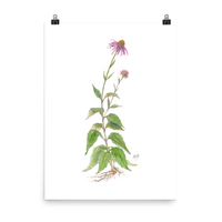 Coneflower Botanical — Illustrated Print