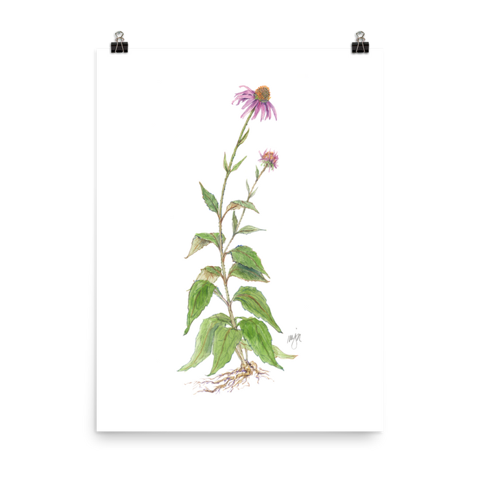 Coneflower Botanical — Illustrated Print