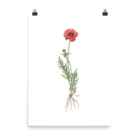 Poppy Botanical — Illustrated Print