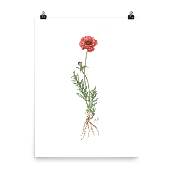 Poppy Botanical — Illustrated Print