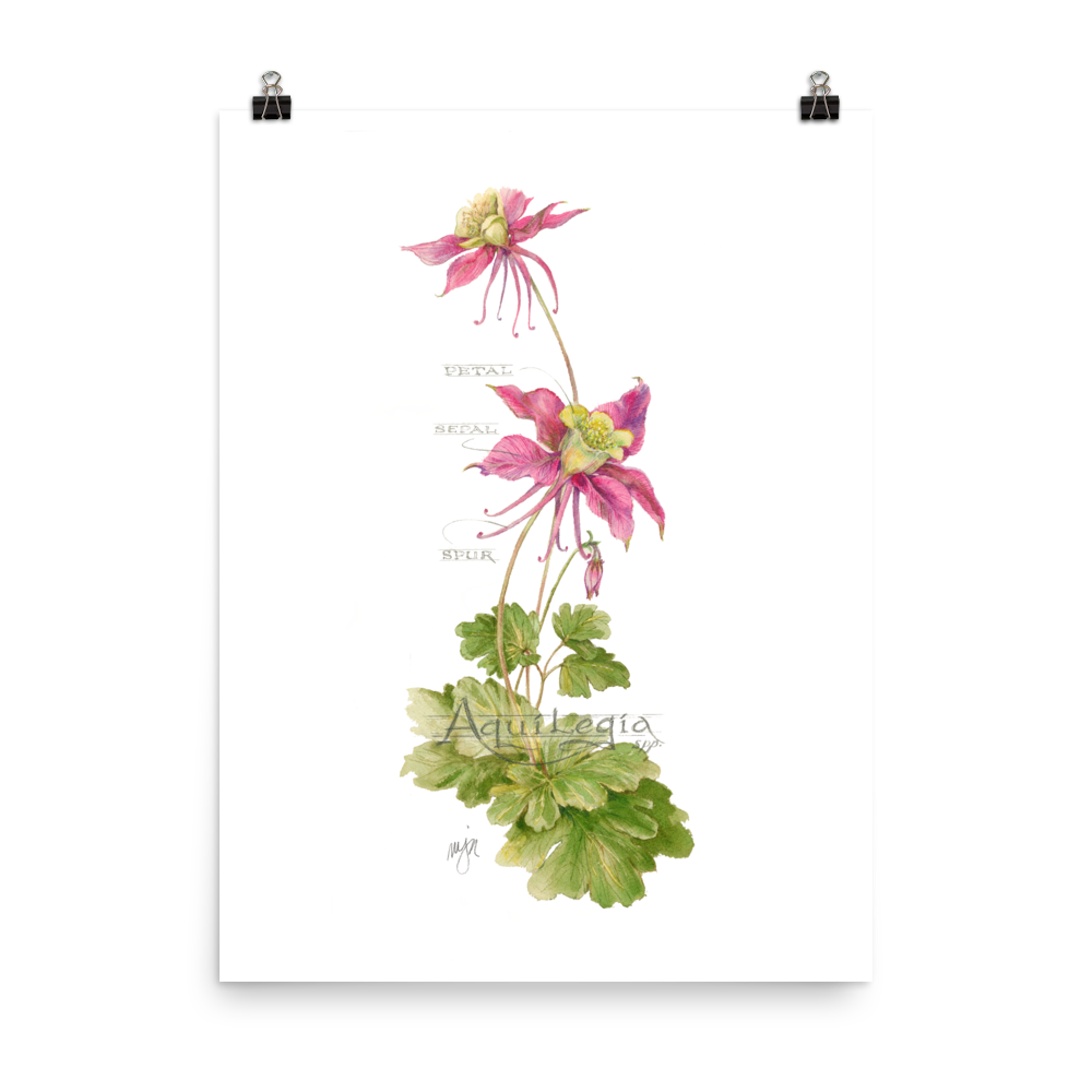 Columbine Botanical — Illustrated Print