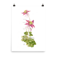 Columbine Botanical — Illustrated Print