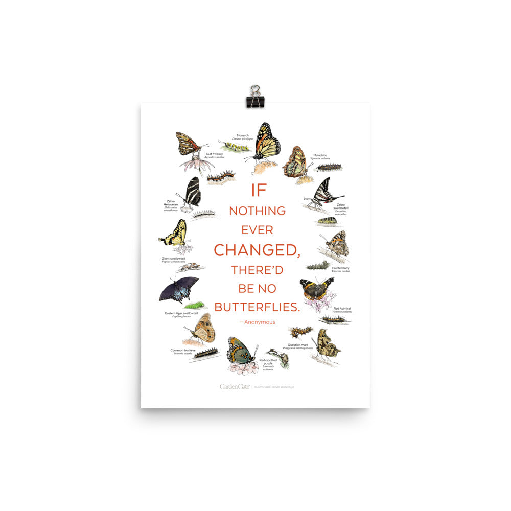 Butterflies — Illustrated Print