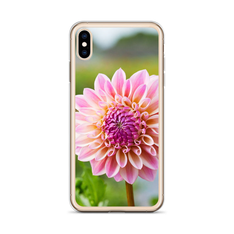 Pink Dahlia iPhone Case