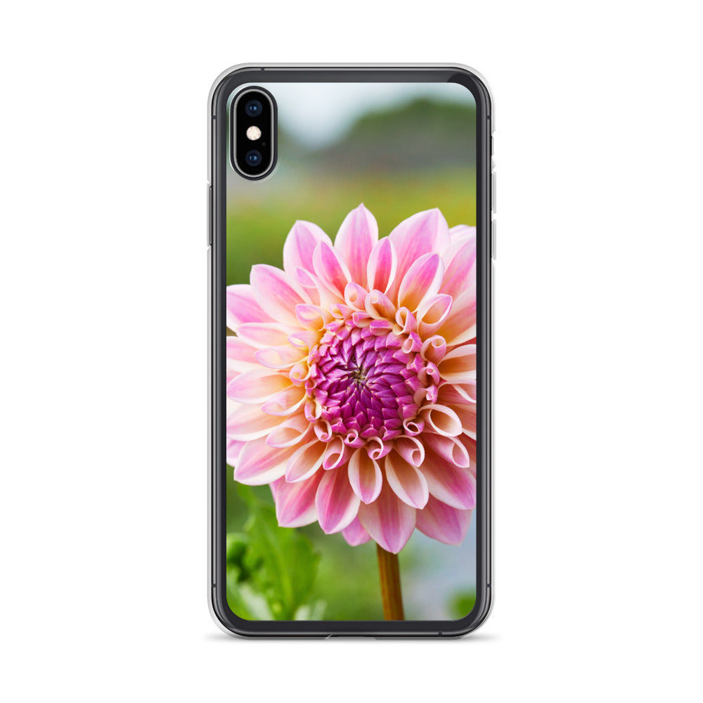 Pink Dahlia iPhone Case