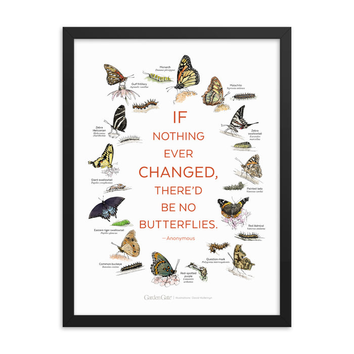 Butterflies — Illustrated Print (Framed)
