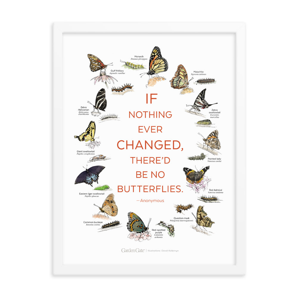 Butterflies — Illustrated Print (Framed)