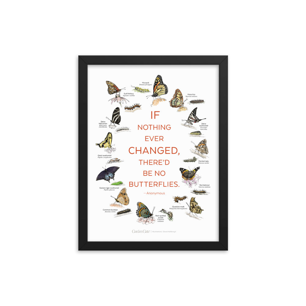 Butterflies — Illustrated Print (Framed)