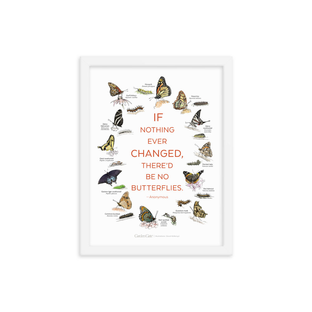 Butterflies — Illustrated Print (Framed)