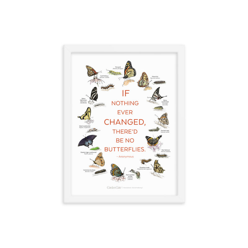 Butterflies — Illustrated Print (Framed)