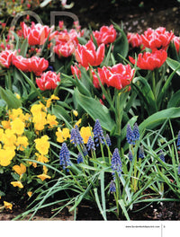 Great Plant Combos Made Easy, Volume 1