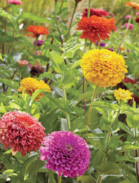 Gardener's Problem Solver