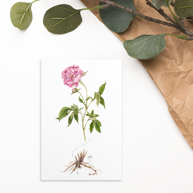 Peony Botanical Illustration 4x6 Notecard (Single Card)