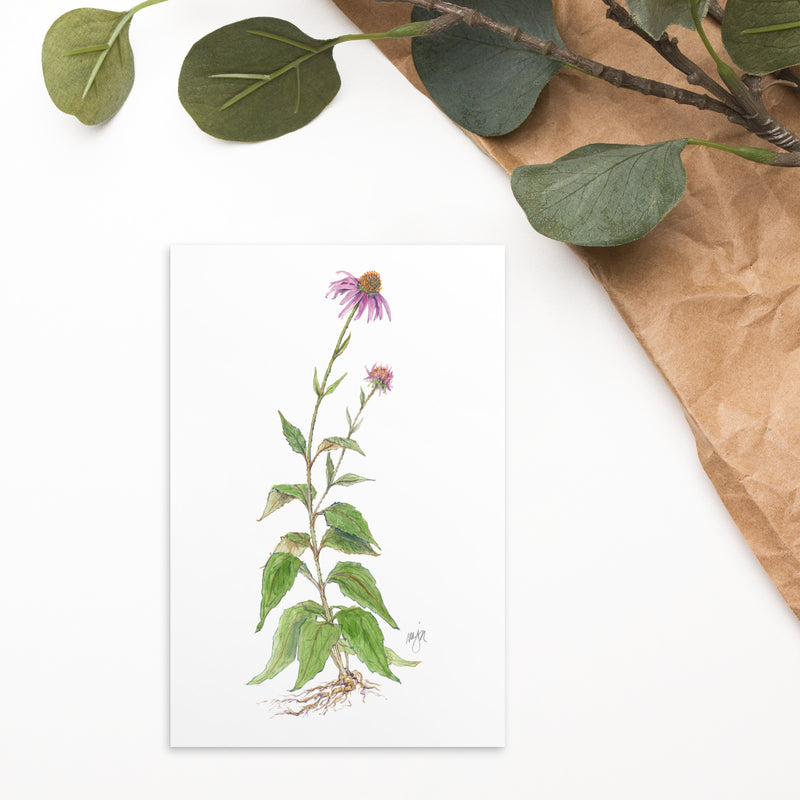 Coneflower Botanical Illustration 4x6 Notecard (Single Card)