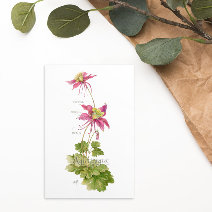 Columbine Botanical Illustration 4x6 Notecard (Single card)